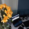 デスクに観葉植物を置く効果｜集中力と癒しを同時に得る方法のイメージ写真