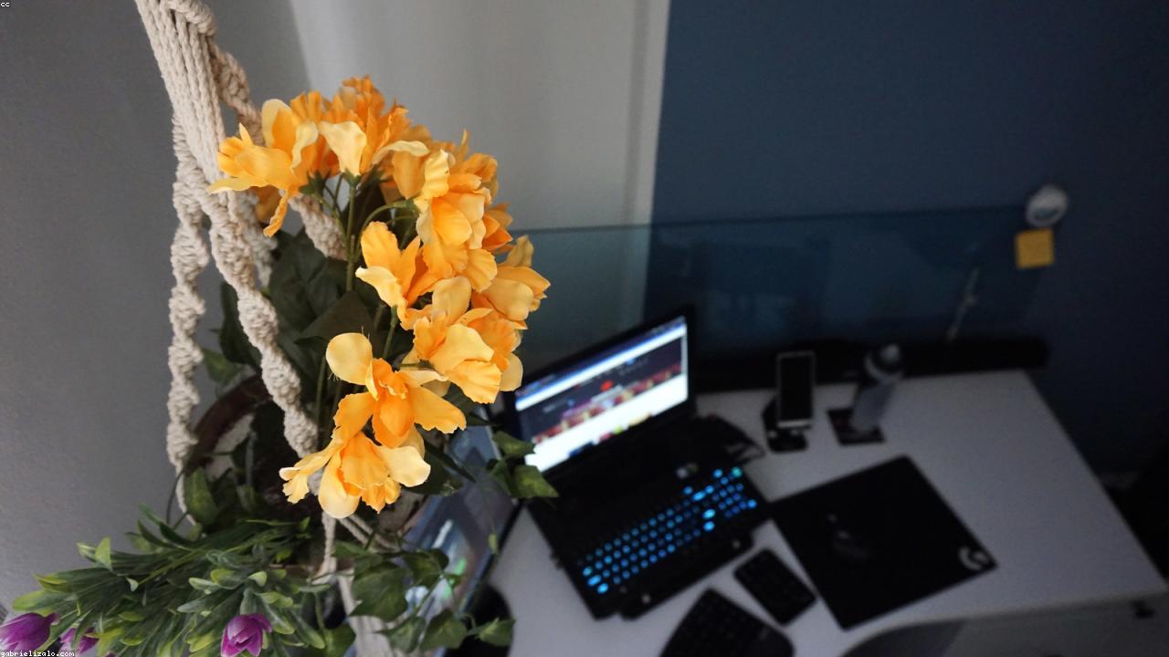 desk plant productivity