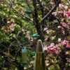 初心者向け観葉植物の育て方ガイド｜枯らさないための基本ルールのイメージ写真