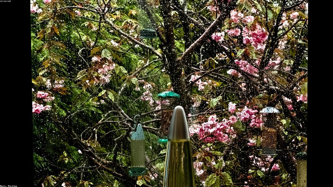 indoor plant beginner