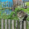 庭のフェンスの上に座る野良猫。庭や駐車場への侵入対策のイメージ