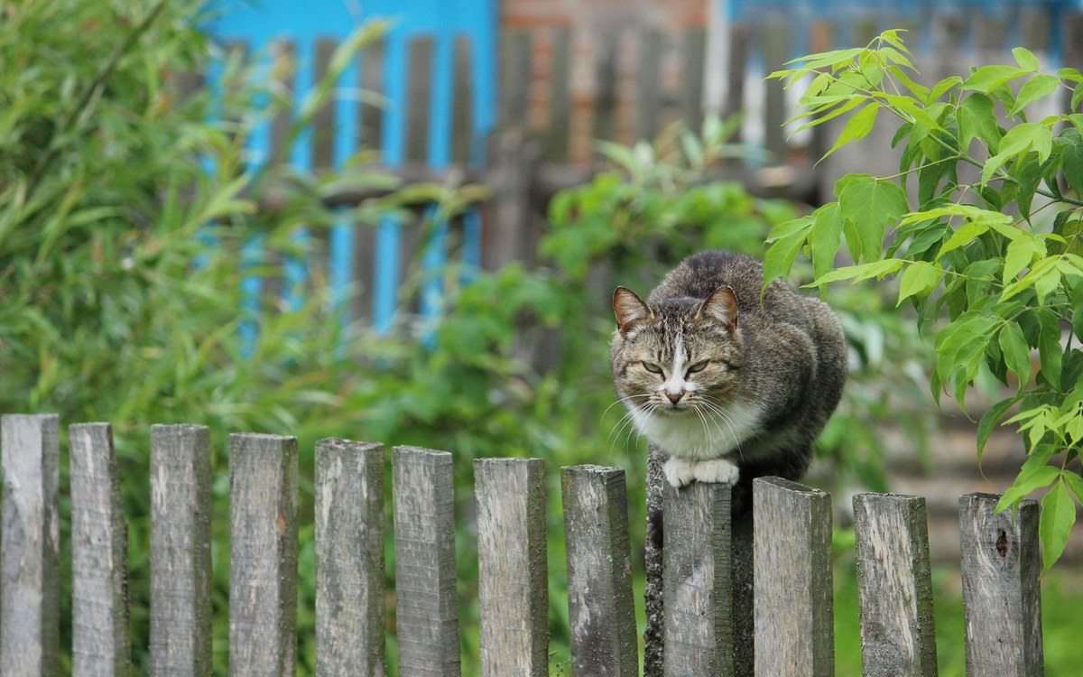 庭のフェンスの上に座る野良猫。庭や駐車場への侵入対策のイメージ