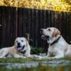 庭の木製フェンスの前でくつろぐ2頭の飼い犬
