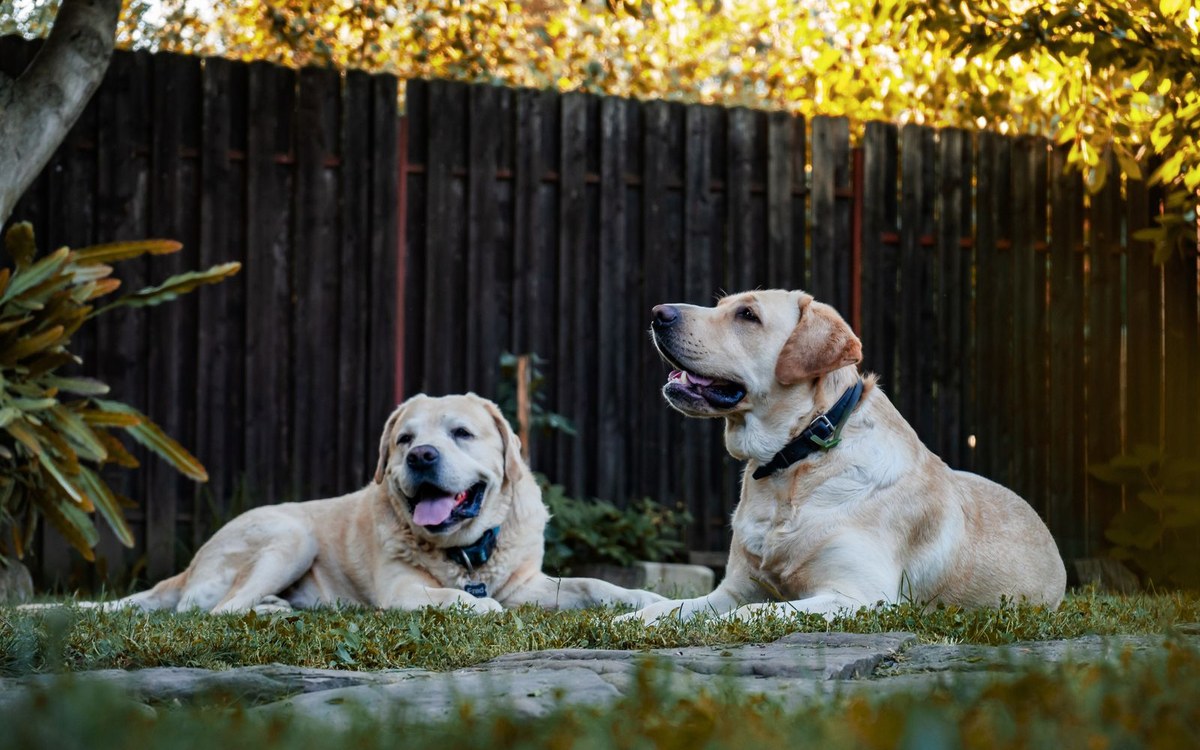 庭の木製フェンスの前でくつろぐ2頭の飼い犬